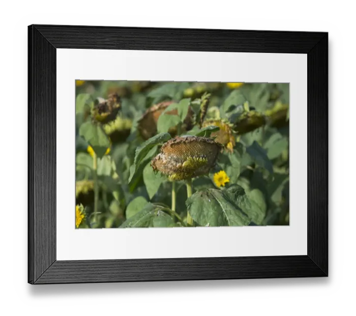 Framed Print : Sunflower (Helianthus sp. ) crop, seedheads in field, Sweden, september Framed Print : Sunflower (Helianthus sp. ) crop, seedheads in field, Sweden, september