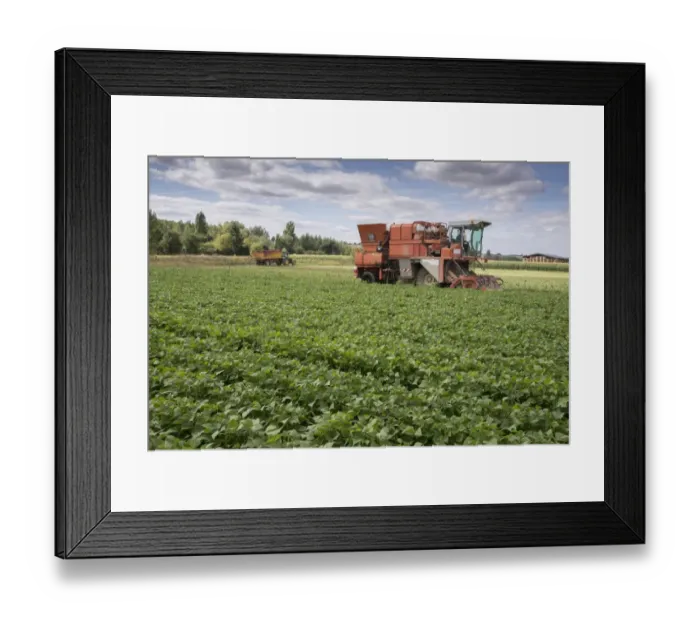 Framed Print : French Bean (Phaseolus vulgaris) crop, being harvested by harvester in field, Pouzay, Indre-et-Loire, Central France