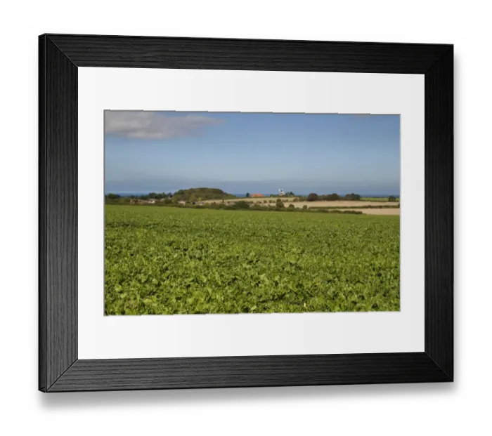 Framed Print : Sugar Beet (Beta vulgaris) crop, growing in field near coast, Weybourne, Norfolk, England, September Framed Print : Sugar Beet (Beta vulgaris) crop, growing in field near coast, Weybourne, Norfolk, England, September