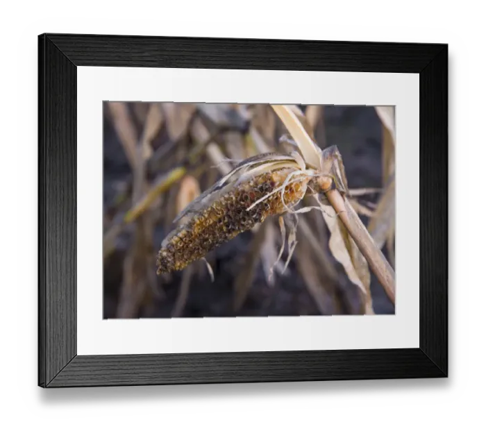 Framed Print : Maize (Zea mays) crop, rain-affected and failed cob of feed maize, Houghton, Lancashire, England, December Framed Print : Maize (Zea mays) crop, rain-affected and failed cob of feed maize, Houghton, Lancashire, England, December