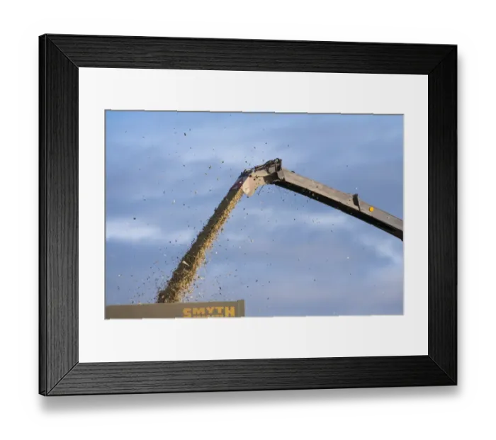 Framed Print : Maize (Zea mays) crop, coming out of forage harvester chute into trailer, Wales, November Framed Print : Maize (Zea mays) crop, coming out of forage harvester chute into trailer, Wales, November