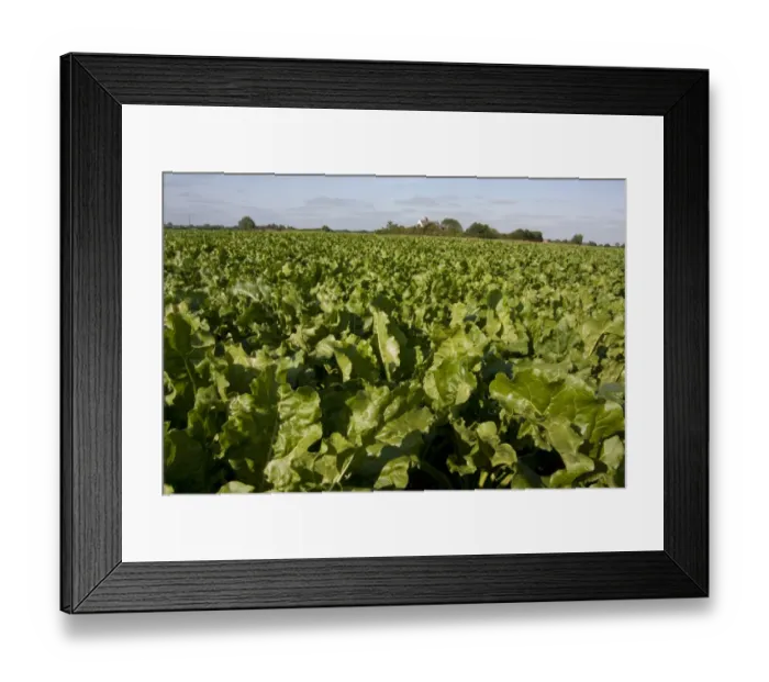Framed Print : Sugar Beet (Beta vulgaris) crop, growing in field, Wetheringsett, Suffolk, England, July