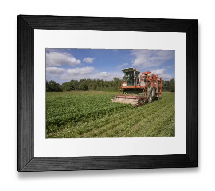 Framed Print : French Bean (Phaseolus vulgaris) crop, being harvested by harvester in field, Pouzay, Indre-et-Loire, Central France Framed Print : French Bean (Phaseolus vulgaris) crop, being harvested by harvester in field, Pouzay, Indre-et-Loire, Central France
