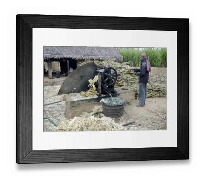 Framed Print : Sugarcane (Saccharum officinarum) crop, man inserting stems into juicer machine, Marayur, Idukki District, Kerala Framed Print : Sugarcane (Saccharum officinarum) crop, man inserting stems into juicer machine, Marayur, Idukki District, Kerala