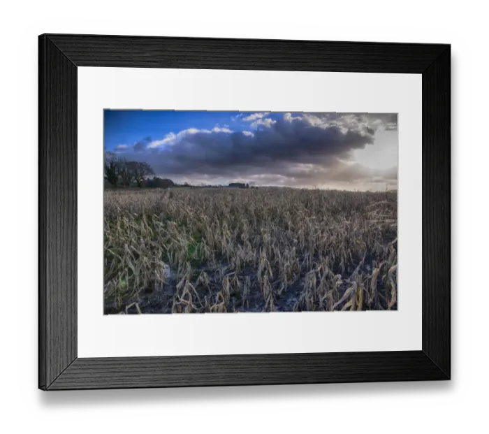 Framed Print : Maize (Zea mays) crop, rain-affected and failed field of feed maize, Houghton, Lancashire, England, December Framed Print : Maize (Zea mays) crop, rain-affected and failed field of feed maize, Houghton, Lancashire, England, December