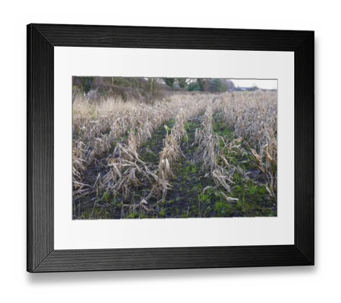 Framed Print : Maize (Zea mays) crop, rain-affected and failed field of feed maize, Houghton, Lancashire, England, December Framed Print : Maize (Zea mays) crop, rain-affected and failed field of feed maize, Houghton, Lancashire, England, December
