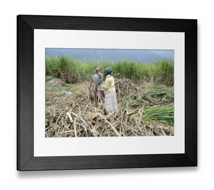Framed Print : Sugarcane (Saccharum officinarum) crop, women workers cutting stems, Marayur, Idukki District, Kerala, India, December Framed Print : Sugarcane (Saccharum officinarum) crop, women workers cutting stems, Marayur, Idukki District, Kerala, India, December