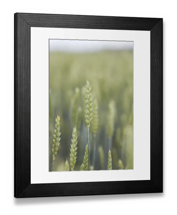 Framed Print : Wheat (Triticum aestivum) close-up of ripening seedheads, Sweden Framed Print : Wheat (Triticum aestivum) close-up of ripening seedheads, Sweden