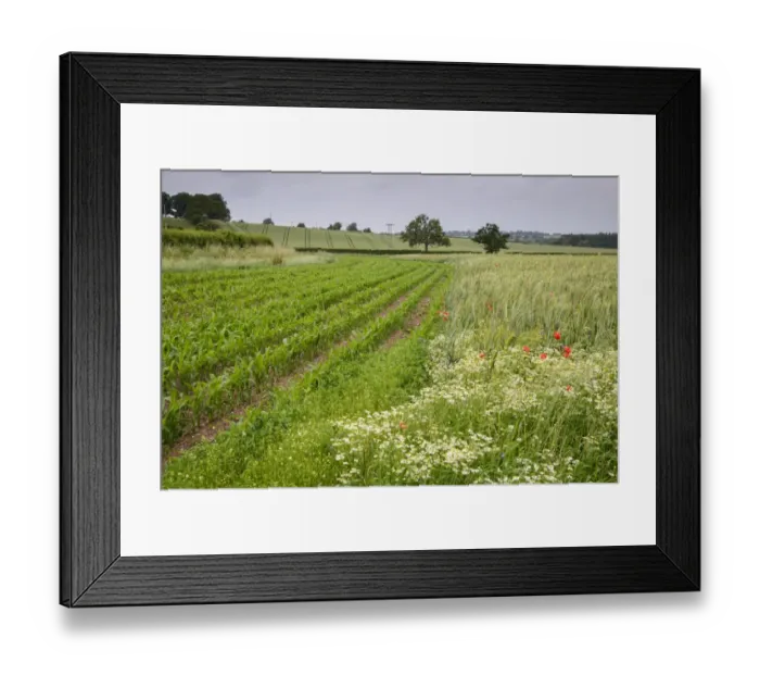 Framed Print : Maize (Zea mays) crop, growing in field margin at edge of Barley (Hordeum vulgare) crop, Herefordshire, England, June Framed Print : Maize (Zea mays) crop, growing in field margin at edge of Barley (Hordeum vulgare) crop, Herefordshire, England, June
