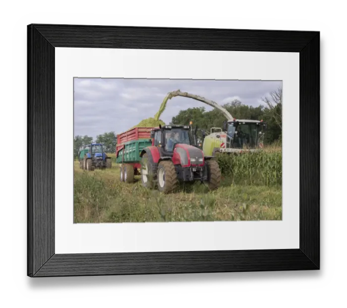 Framed Print : Maize (Zea mays) crop, Cls forage harvester harvesting field, loading tractor and trailer, Luze, Richelieu Framed Print : Maize (Zea mays) crop, Cls forage harvester harvesting field, loading tractor and trailer, Luze, Richelieu