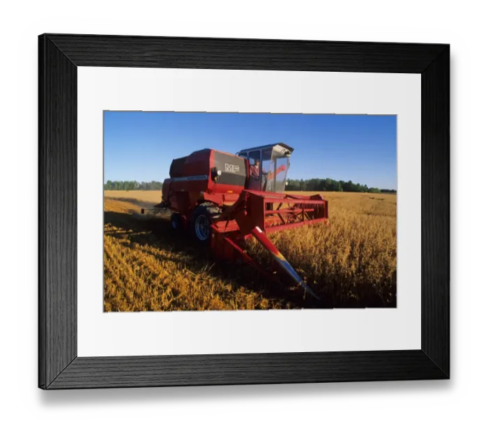 Framed Print : Oat (Avena sativa) crop, Massey Ferguson combine harvester at work, Sweden