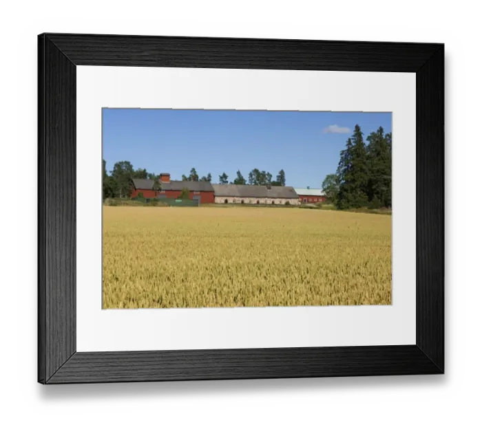 Framed Print : Wheat (Triticum aestivum) crop, ripening field with distant farm building, Sweden