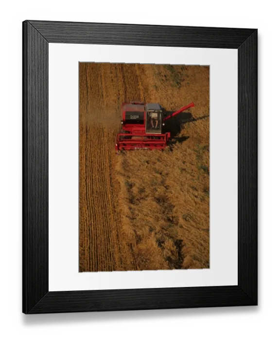 Framed Print : Oat (Avena sativa) crop, Massey Ferguson combine harvester at work, Sweden Framed Print : Oat (Avena sativa) crop, Massey Ferguson combine harvester at work, Sweden