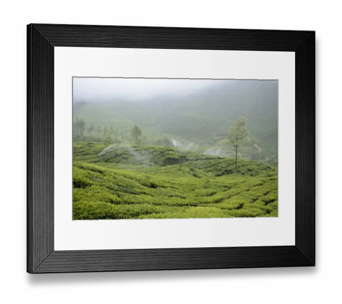 Framed Print : Tea (Camellia sinensis) crop, with irrigator system watering plantation during misty weather, Munnar, Idukki District Framed Print : Tea (Camellia sinensis) crop, with irrigator system watering plantation during misty weather, Munnar, Idukki District