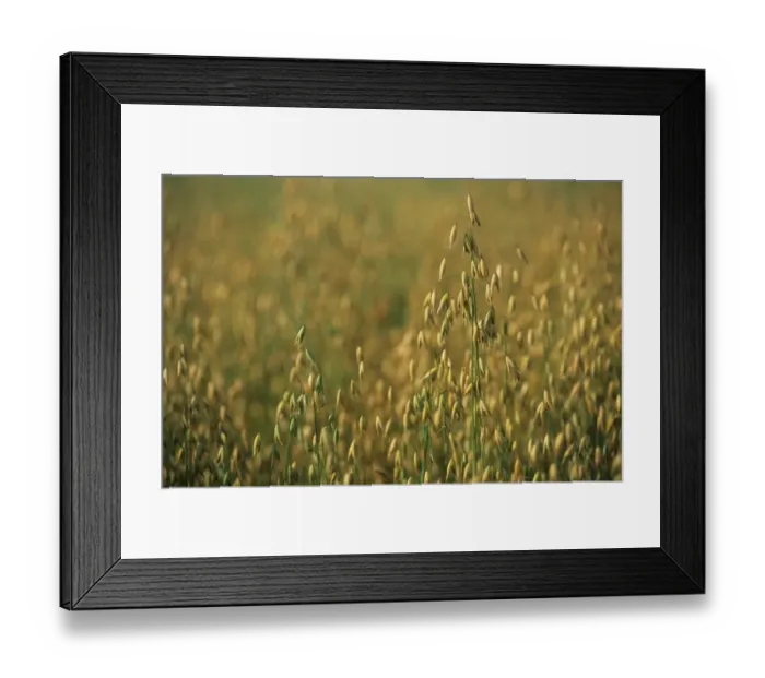 Framed Print : Oat (Avena sativa) crop, ripening in field, Sweden Framed Print : Oat (Avena sativa) crop, ripening in field, Sweden