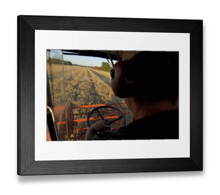 Framed Print : Wheat (Triticum aestivum) crop, Massey Ferguson combine harvester, interior of cab, harvesting ripe field, Sweden Framed Print : Wheat (Triticum aestivum) crop, Massey Ferguson combine harvester, interior of cab, harvesting ripe field, Sweden