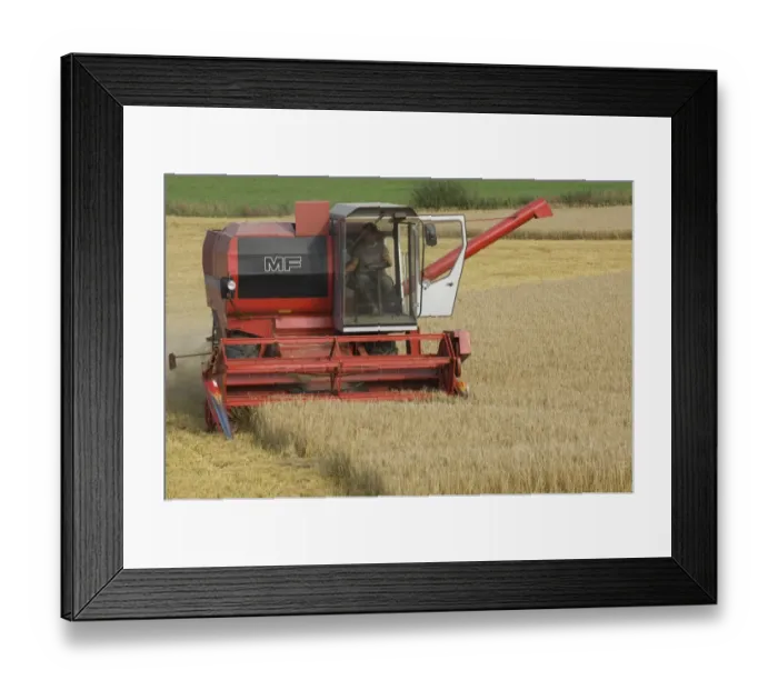 Framed Print : Oat (Avena sativa) crop, Massey Ferguson combine harvester harvesting field, Sweden Framed Print : Oat (Avena sativa) crop, Massey Ferguson combine harvester harvesting field, Sweden