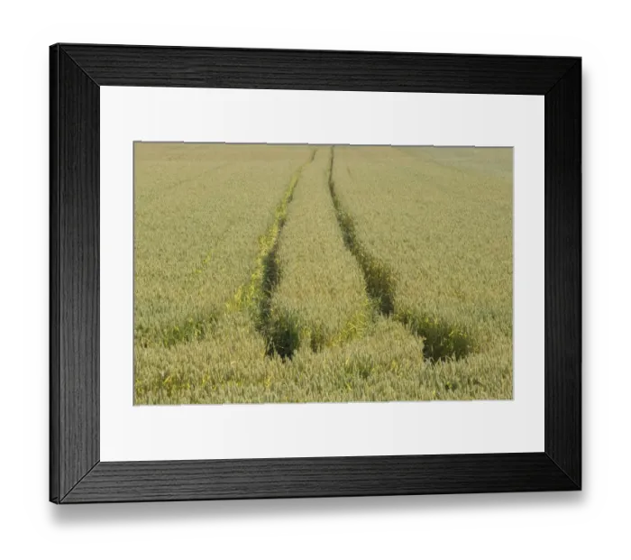 Framed Print : Wheat (Triticum aestivum) crop, unripe field with tramlines, Sweden Framed Print : Wheat (Triticum aestivum) crop, unripe field with tramlines, Sweden