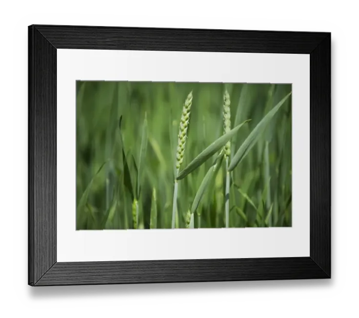 Framed Print : Wheat (Triticum aestivum) crop, ripening ears in flower, Sweden, june Framed Print : Wheat (Triticum aestivum) crop, ripening ears in flower, Sweden, june