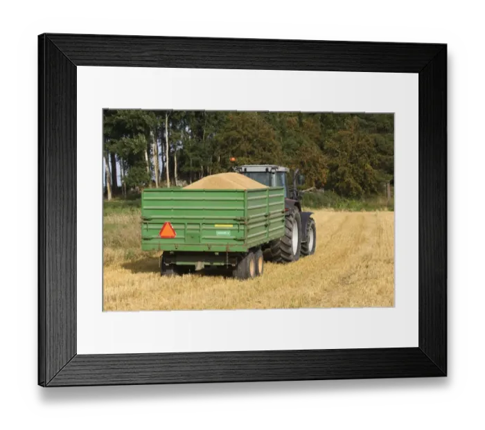 Framed Print : Oat (Avena sativa) crop, tractor with trailer full of harvested grain, in stubble field, Sweden Framed Print : Oat (Avena sativa) crop, tractor with trailer full of harvested grain, in stubble field, Sweden