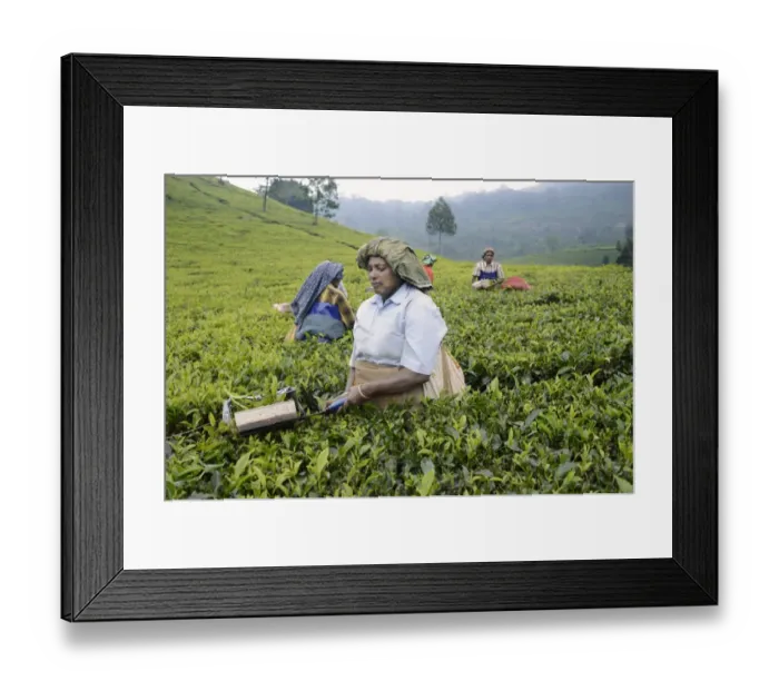Framed Print : Tea (Camellia sinensis) crop, women workers picking leaves, Munnar, Idukki District, Western Ghats, Kerala, India Framed Print : Tea (Camellia sinensis) crop, women workers picking leaves, Munnar, Idukki District, Western Ghats, Kerala, India