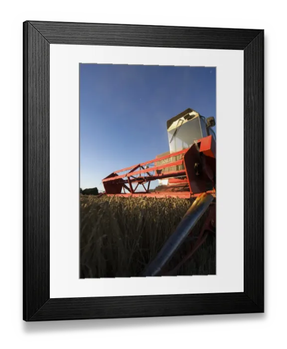 Framed Print : Wheat (Triticum aestivum) crop, Massey Ferguson combine harvester, close-up of header, harvesting ripe field, Sweden Framed Print : Wheat (Triticum aestivum) crop, Massey Ferguson combine harvester, close-up of header, harvesting ripe field, Sweden