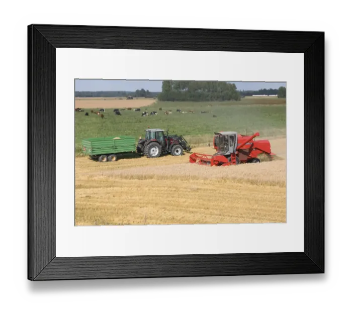 Framed Print : Oat (Avena sativa) crop, Massey Ferguson combine harvester harvesting field beside tractor and trailer Framed Print : Oat (Avena sativa) crop, Massey Ferguson combine harvester harvesting field beside tractor and trailer