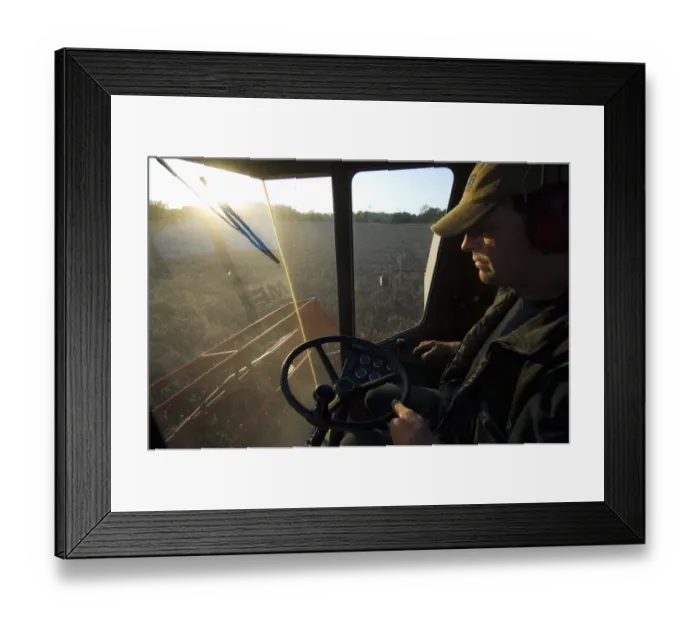 Framed Print : Wheat (Triticum aestivum) crop, farmer inside combine harvester cab, harvesting ripe field at sunset, Sweden Framed Print : Wheat (Triticum aestivum) crop, farmer inside combine harvester cab, harvesting ripe field at sunset, Sweden