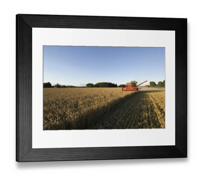 Framed Print : Wheat (Triticum aestivum) crop, Massey Ferguson combine harvester, harvesting ripe field in evening, Sweden Framed Print : Wheat (Triticum aestivum) crop, Massey Ferguson combine harvester, harvesting ripe field in evening, Sweden