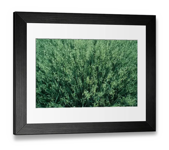Framed Print : Oat (Avena sativa) crop, unripe field, Sweden