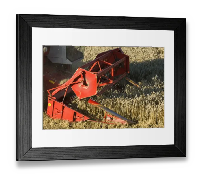 Framed Print : Wheat (Triticum aestivum) crop, Massey Ferguson combine harvester, close-up of header, harvesting ripe field, Sweden Framed Print : Wheat (Triticum aestivum) crop, Massey Ferguson combine harvester, close-up of header, harvesting ripe field, Sweden
