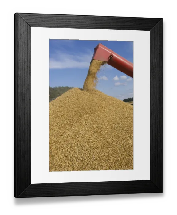 Framed Print : Oat (Avena sativa) crop, combine harvester unloading grain into trailer, Sweden Framed Print : Oat (Avena sativa) crop, combine harvester unloading grain into trailer, Sweden