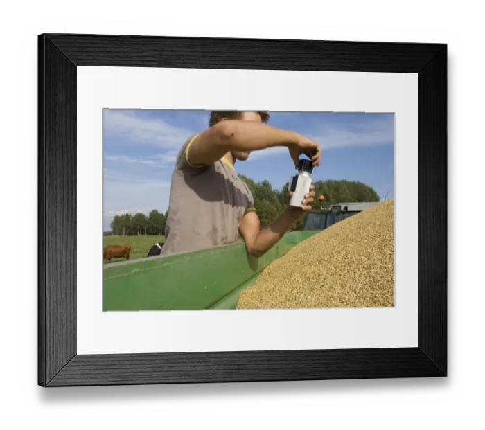Framed Print : Oat (Avena sativa) crop, farmer testing harvested grain in trailer with moisture tester, Sweden Framed Print : Oat (Avena sativa) crop, farmer testing harvested grain in trailer with moisture tester, Sweden