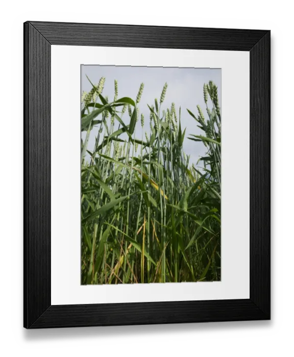 Framed Print : Wheat (Triticum aestivum) crop, ripening ears in flower, Sweden, july