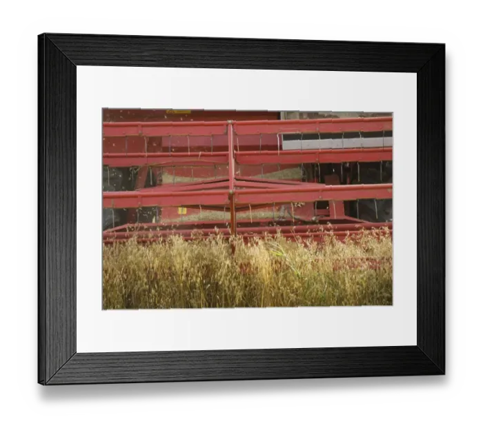 Framed Print : Oat (Avena sativa) crop, harvesting field, close-up of combine harvester header, Sweden Framed Print : Oat (Avena sativa) crop, harvesting field, close-up of combine harvester header, Sweden
