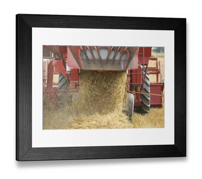 Framed Print : Oat (Avena sativa) crop, harvesting field, close-up of combine harvester discharging straw waste, Sweden Framed Print : Oat (Avena sativa) crop, harvesting field, close-up of combine harvester discharging straw waste, Sweden