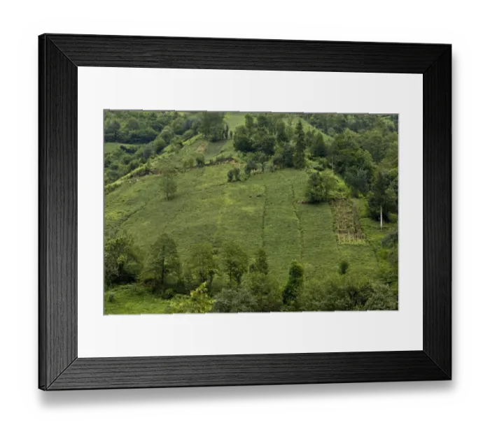Framed Print : Tea (Camellia sinensis) crop, plantation on steep slope, Firtina Valley, Pontic Mountains, Anatolia, Turkey, July Framed Print : Tea (Camellia sinensis) crop, plantation on steep slope, Firtina Valley, Pontic Mountains, Anatolia, Turkey, July