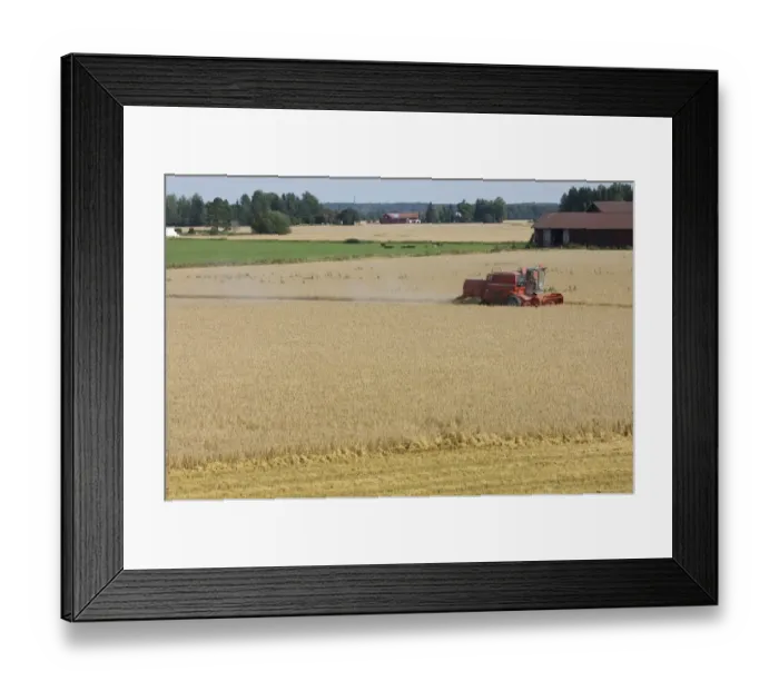 Framed Print : Oat (Avena sativa) crop, Massey Ferguson combine harvester harvesting field, cattle herd in next field, Sweden Framed Print : Oat (Avena sativa) crop, Massey Ferguson combine harvester harvesting field, cattle herd in next field, Sweden