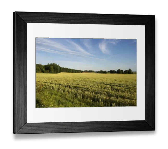 Framed Print : Wheat (Triticum aestivum) ripening crop in field, with farm buildings in distance, Sweden, july