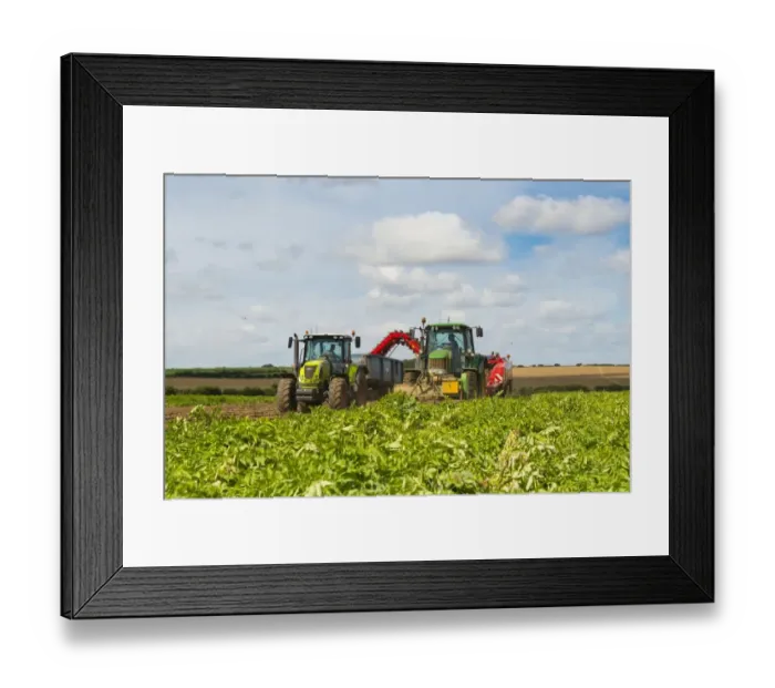 Framed Print : Potato (Solanum tuberosum) Lady Rosetta crop, harvesting commercial field Framed Print : Potato (Solanum tuberosum) Lady Rosetta crop, harvesting commercial field