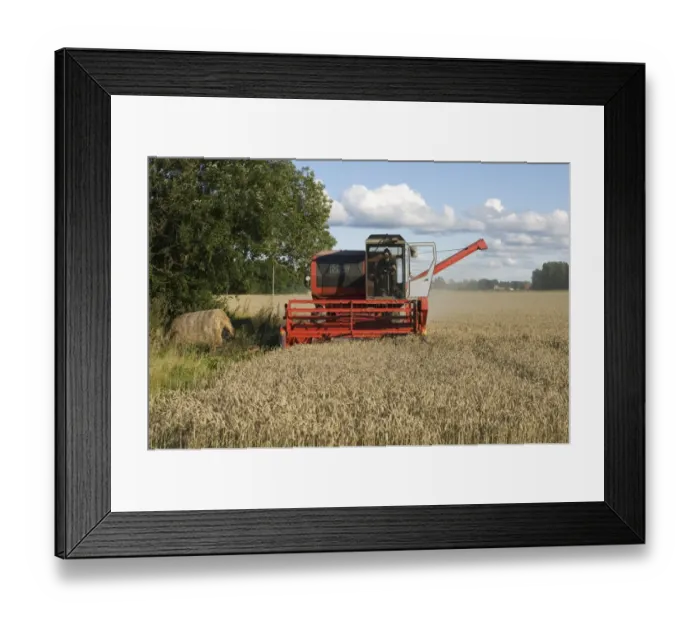 Framed Print : Wheat (Triticum aestivum) crop, Massey Ferguson combine harvester harvesting ripe field, Sweden Framed Print : Wheat (Triticum aestivum) crop, Massey Ferguson combine harvester harvesting ripe field, Sweden