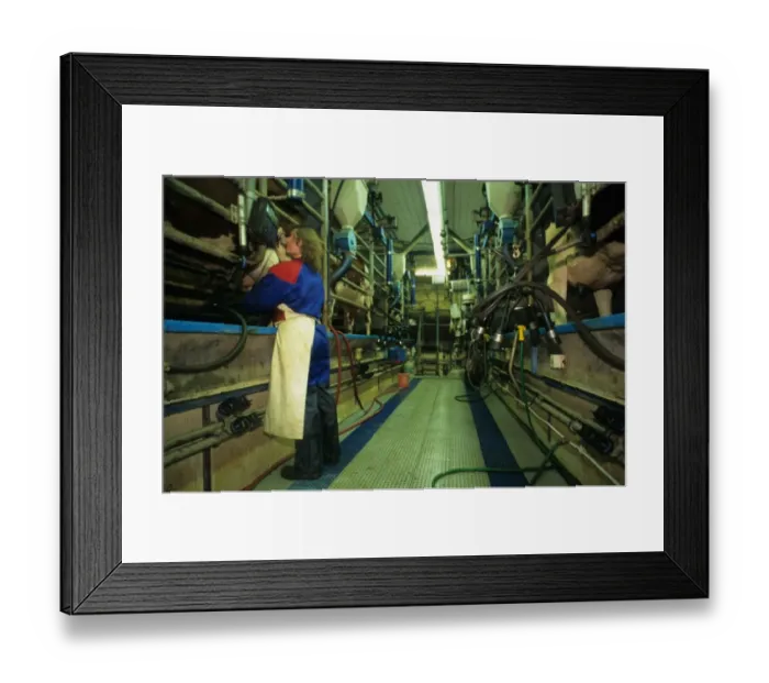 Framed Print : Dairy farming, worker in milking parlour, Sweden Framed Print : Dairy farming, worker in milking parlour, Sweden