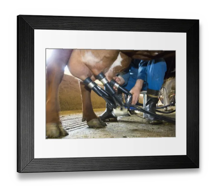 Framed Print : Dairy farmer attaching cluster unit to udder of dairy cow, in milking parlour, Sweden Framed Print : Dairy farmer attaching cluster unit to udder of dairy cow, in milking parlour, Sweden