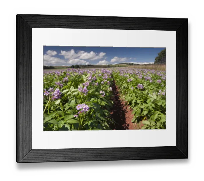 Framed Print : Potato (Solanum tuberosum) healthy crop, flowering in field, Scotland, August Framed Print : Potato (Solanum tuberosum) healthy crop, flowering in field, Scotland, August