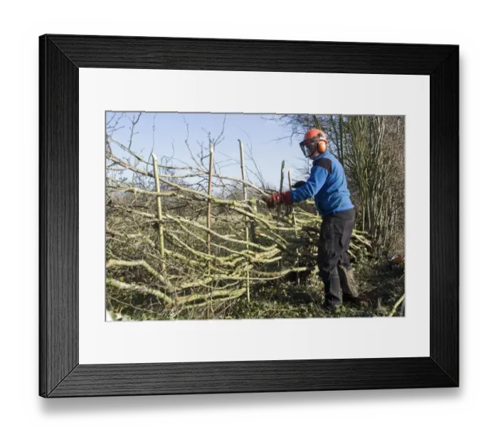 Framed Print : Hedgelayer at work, traditional hedgelaying in Midland Style, Stowe, Buckinghamshire, England, January Framed Print : Hedgelayer at work, traditional hedgelaying in Midland Style, Stowe, Buckinghamshire, England, January