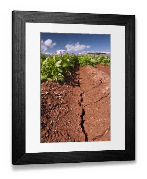 Framed Print : Potato (Solanum tuberosum) crop, flowering in field, with cracks in soil due to dry weather, Aberdeenshire, Scotland Framed Print : Potato (Solanum tuberosum) crop, flowering in field, with cracks in soil due to dry weather, Aberdeenshire, Scotland