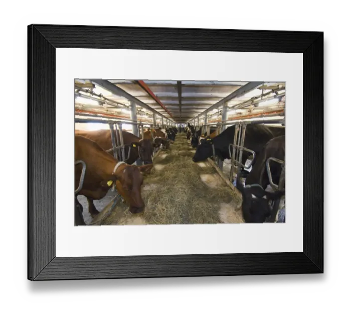Framed Print : Dairy farming, cows, herd feeding on hay in milking parlour, Sweden Framed Print : Dairy farming, cows, herd feeding on hay in milking parlour, Sweden