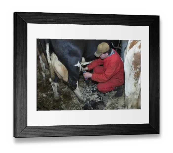 Framed Print : Dairy farmer clipping hair from coat of dairy cow, Sweden Framed Print : Dairy farmer clipping hair from coat of dairy cow, Sweden