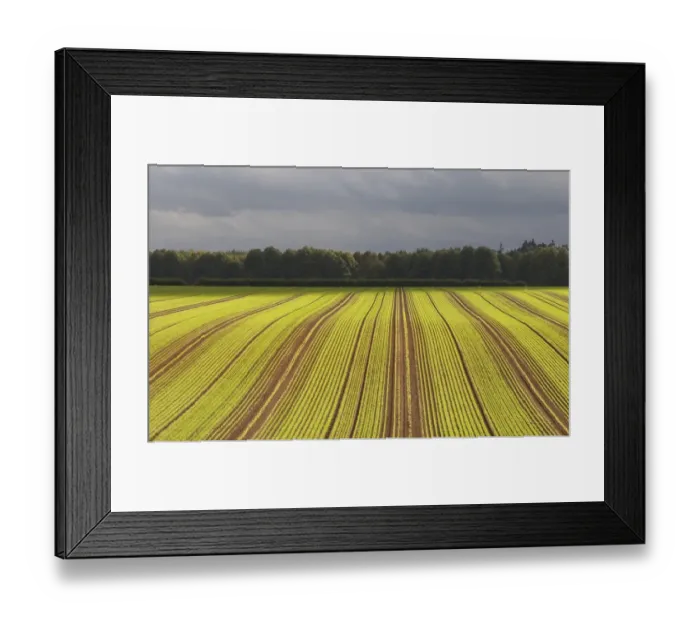 Framed Print : Winter Wheat (Triticum aestivum) crop, seedlings growing in field with tramlines, Rackheath, Norfolk, England, October