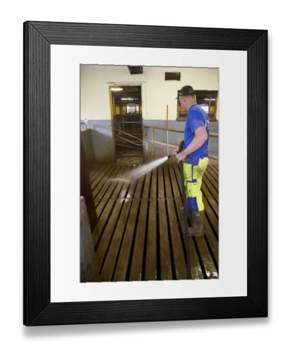 Framed Print : Dairy farmer cleaning milking parlour, hosing down slatted floor, Sweden, june